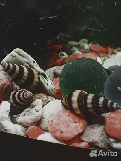 Улитка Хелена