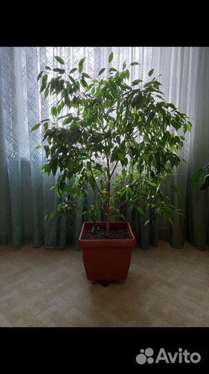 Фикус Бенджамина 10 лет