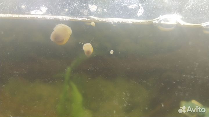 Рыбки для пруда или аквариума