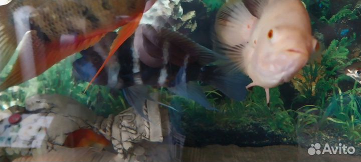 Рыба фронтоза