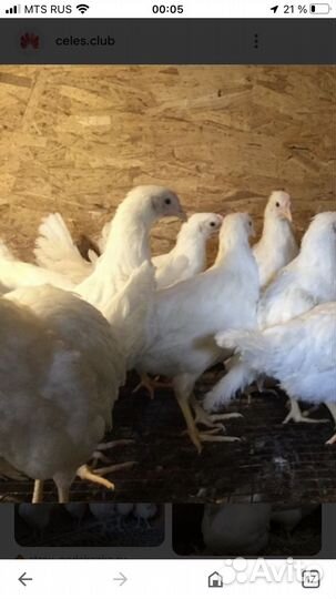 Курочки 2 месяца