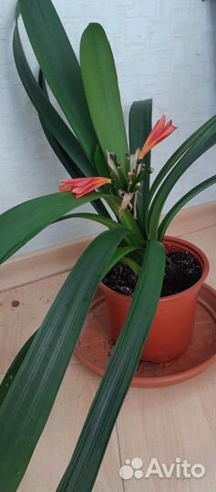 Комнатное домашнее растение Кливия