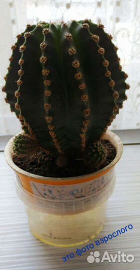 Кактус, Каланхое Дегремона лечебный от насморка