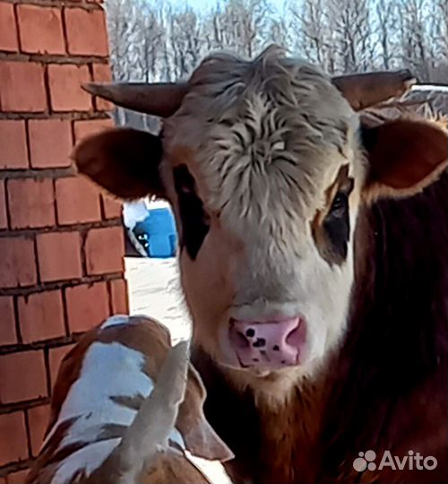 Быки на мясо