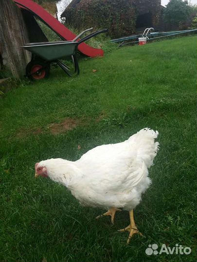 Кура свежая, яйцо куриное и перепелиное