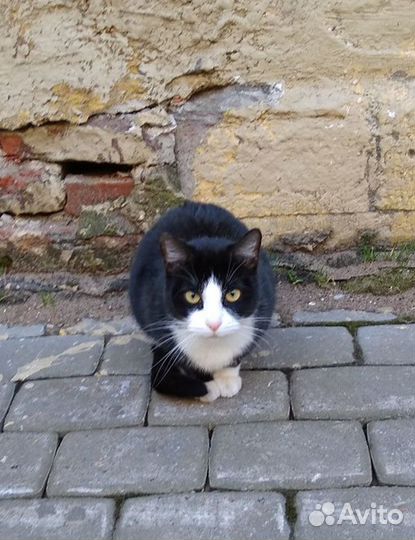 Брошенная кошечка Альфа, стерилиз. Приют