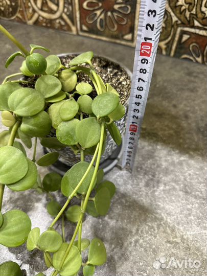 Пеперомия Тетрафилла Хоуп