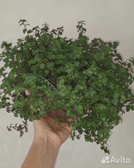 Каллизия,Дионея,монстеры