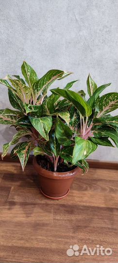 Аглаонема отросток