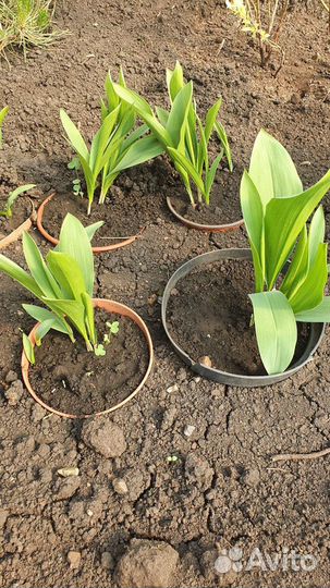 Ландыши рассада