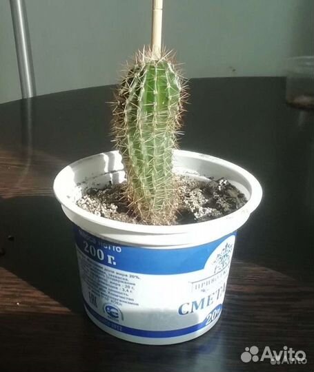 Саккуленты