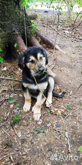 Щенки 3 девчули