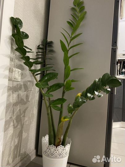 Замиокулькас