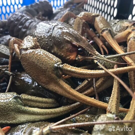 Живые и Вареные раки