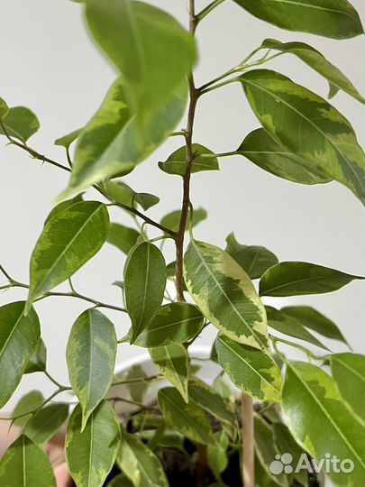 Фикус Бенджамина