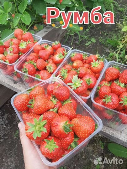 Саженцы клубники