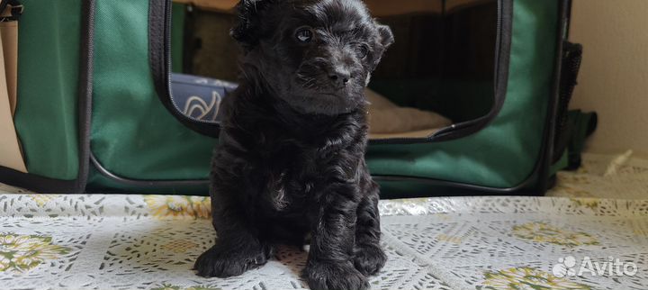 Щенки Той-пудель