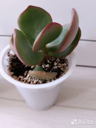 Крассула Silver dollar