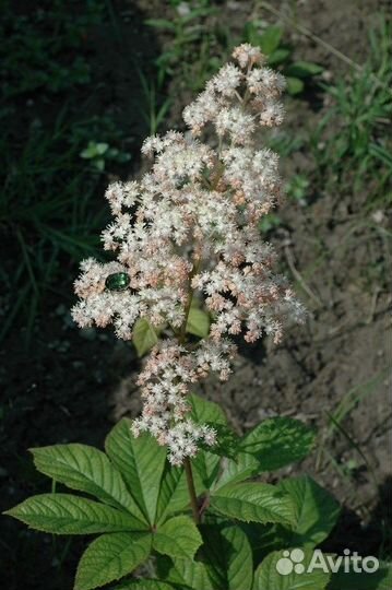 Роджерсия каштанолистная, семена