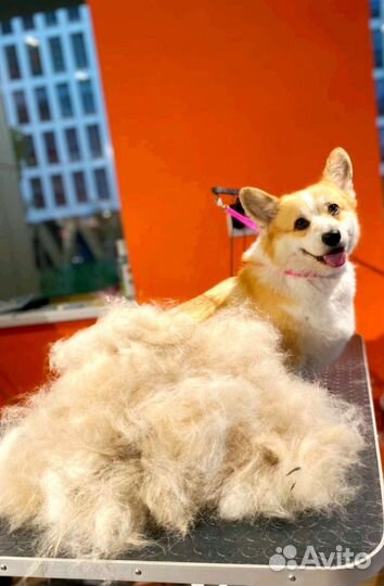 Грумин с выездом на дом