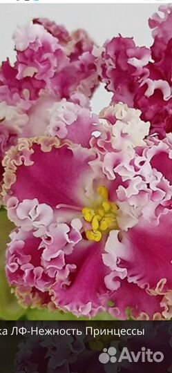 Фиалка детки, укорененные листики