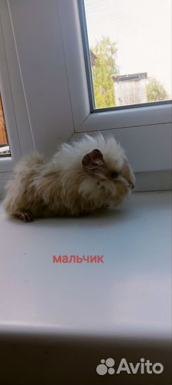 Морская свинка