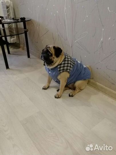 Куртка для собак