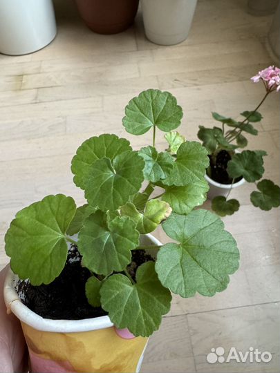 Герань, монстера