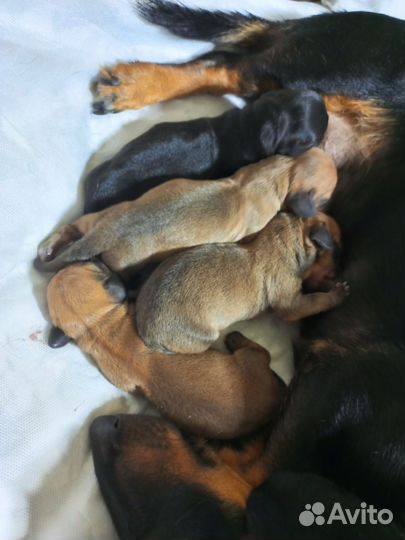 Скоро в продаже щенки таксы, родились 24.10.2024г