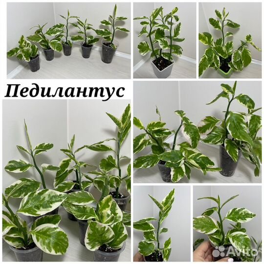 Педилантусы сортовые