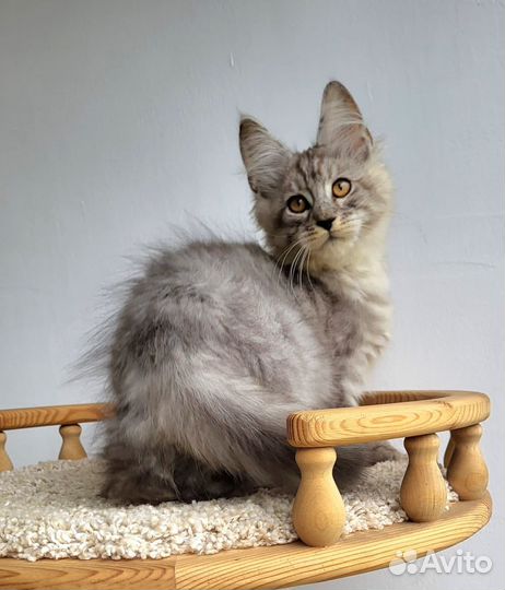 Котята мейн-кун
