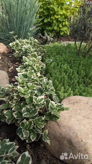 Хоста Юкка Бересклет Камнеломка