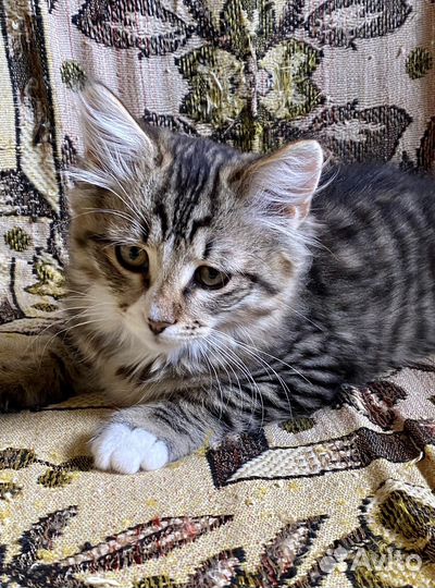 Котик Мурчик в добрые руки