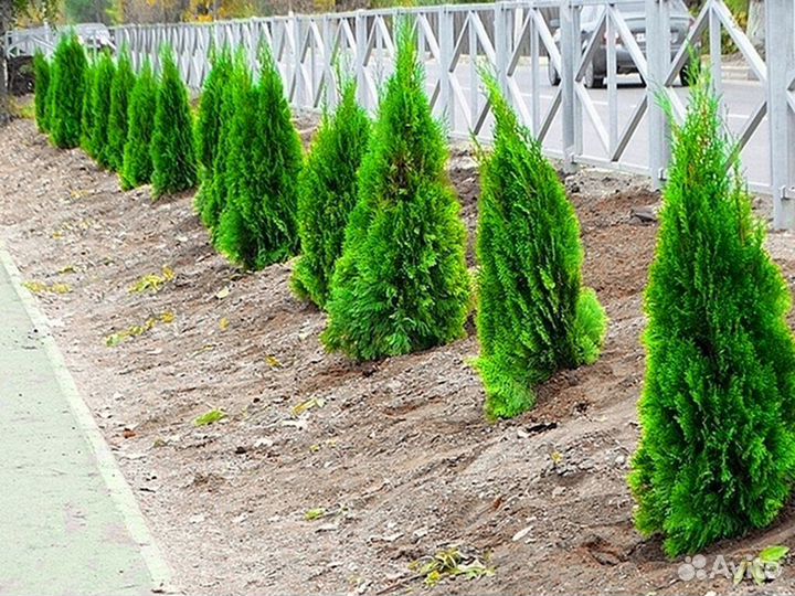 Туи брабант