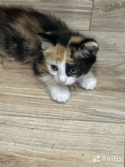 Раздам котят