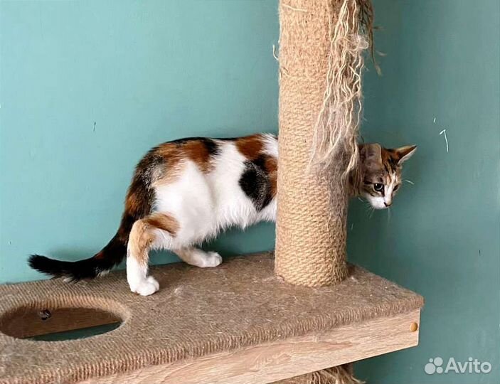 Котёнок девочка в добрые руки