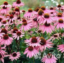 Эхинацея пурпурная