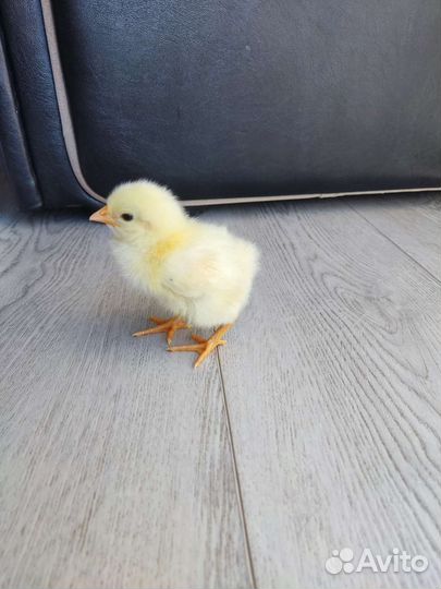 Инкубационное яйцо, цыплята, молодые курочки