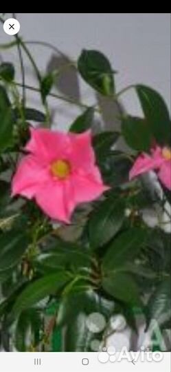 Дипладении,алламанда