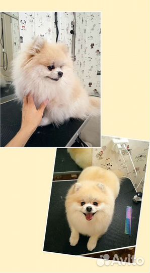 Стрижка животных