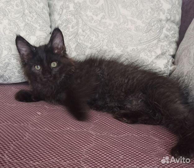 Черный котенок мейн кун