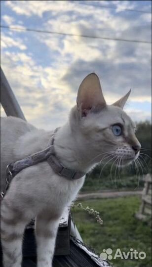 Бенгал, вязка