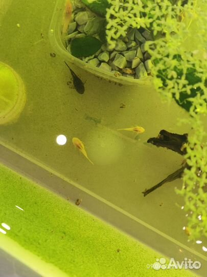 Мальки сомики Анциструс 9 штук