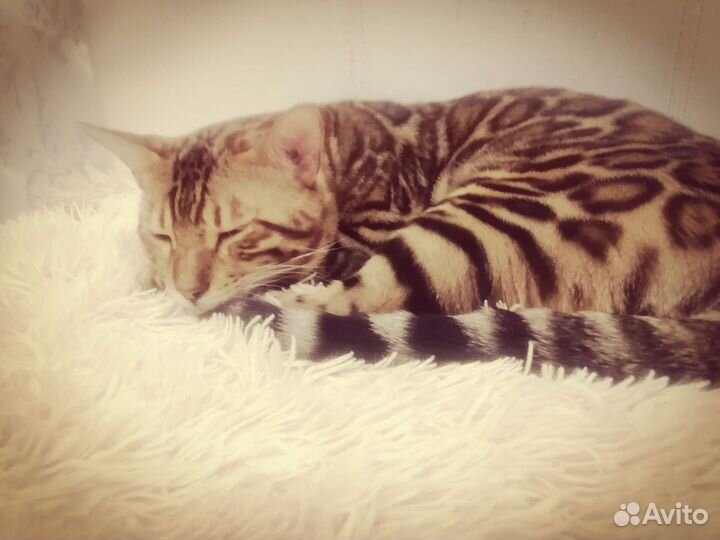 Бенгальский кот вязка