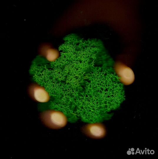 Стабилизированный мох, Лесной Зеленый