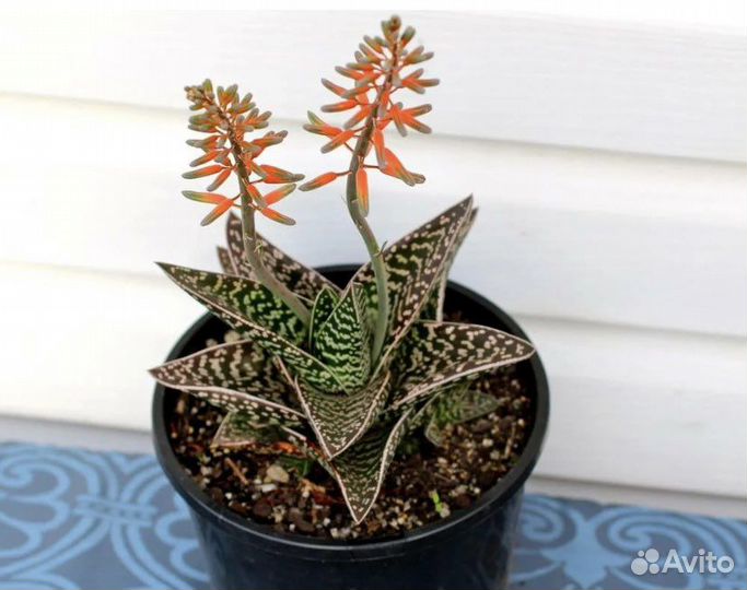 Алое тигровое / алое пестрое