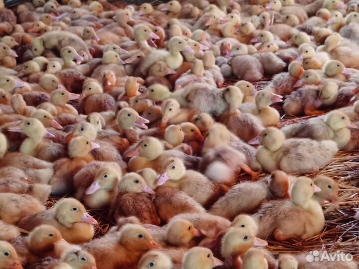 Утята бройлерные подрощенные в Башкирии