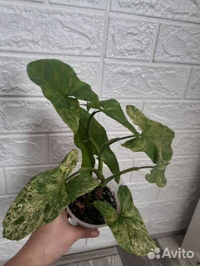 Сингониум мотлед