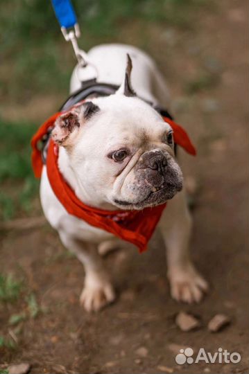 Французский бульдог бесплатно