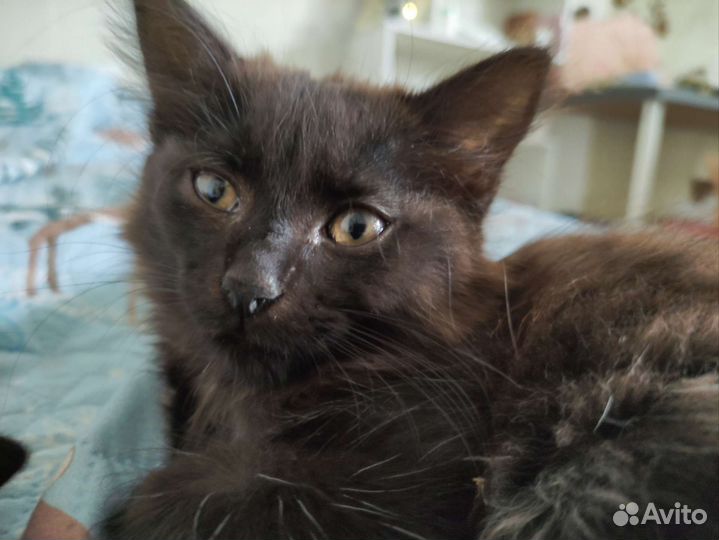 Кошка